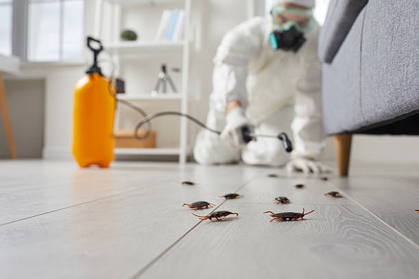 Trusted Termite Control service in Rosewood Heights, IL - Nex Pest Control